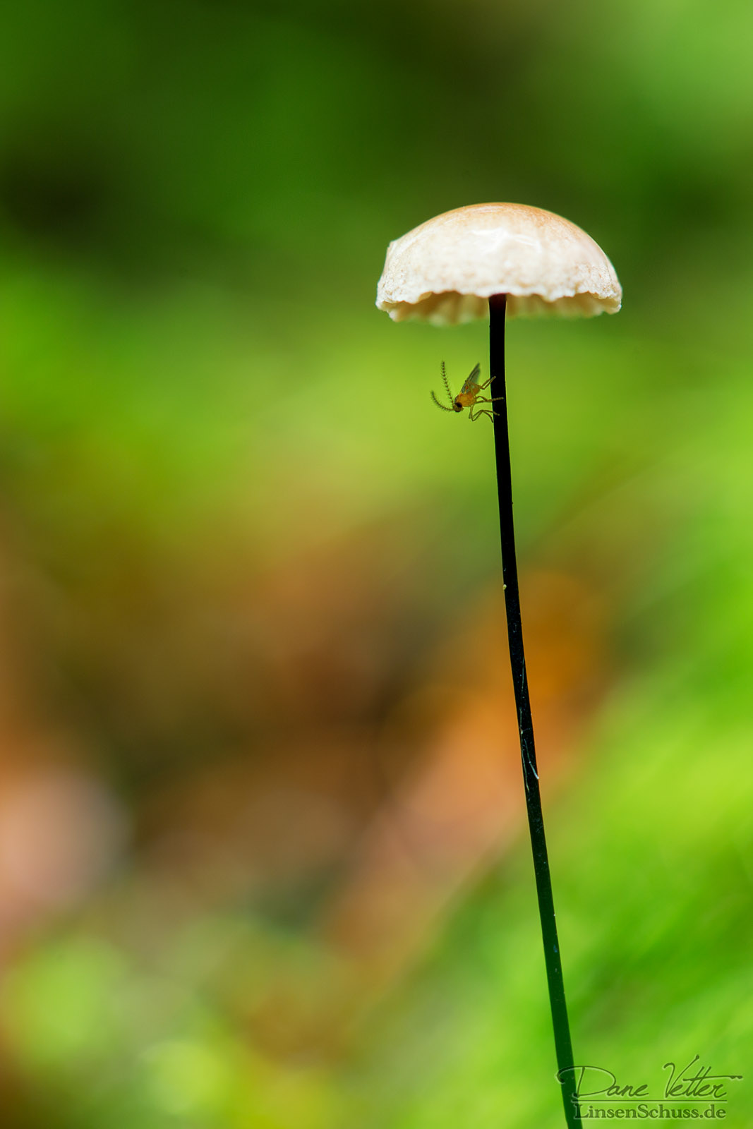 Unter dem Schirm